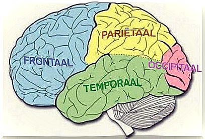 Cerebral lobes: features and functions