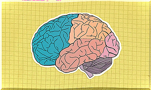 Moving image of the cerebral lobes