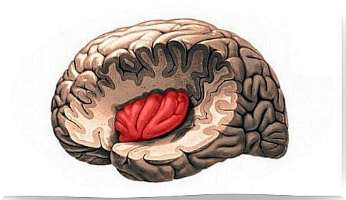 The insula or island of Reil