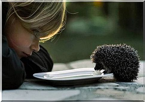 Girl watching a hedgehog drink from a plate of milk she put down because kindness is good for everything