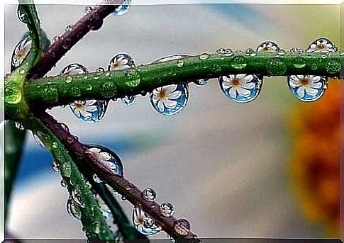 Twig with drops of rain hanging on which flowers can be seen