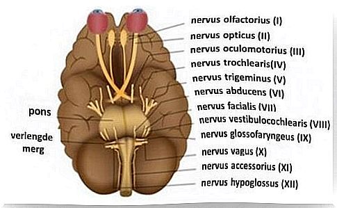 An image of the cranial nerves