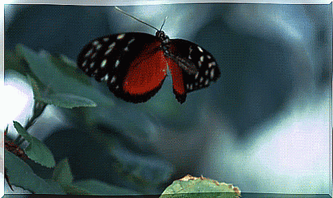 Butterfly flying towards a flower