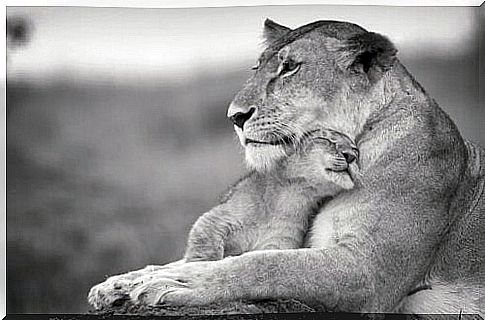 Lioness with cub