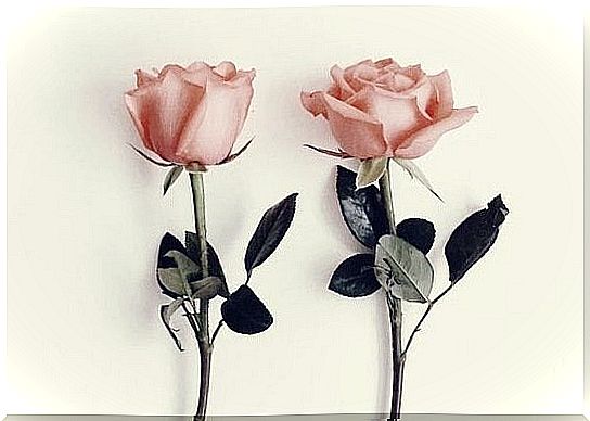 The parable about odorless flowers: two roses