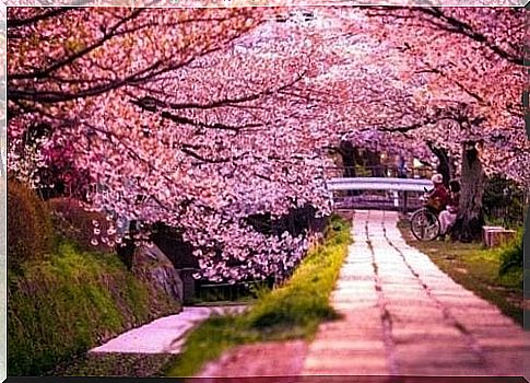 Cherry Blossom Trees