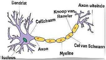 Nerve Cell In Alzheimer's Disease