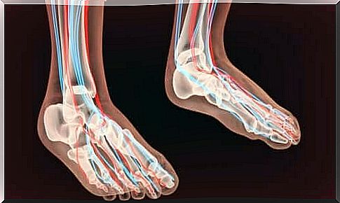 Image of the cross section of two feet